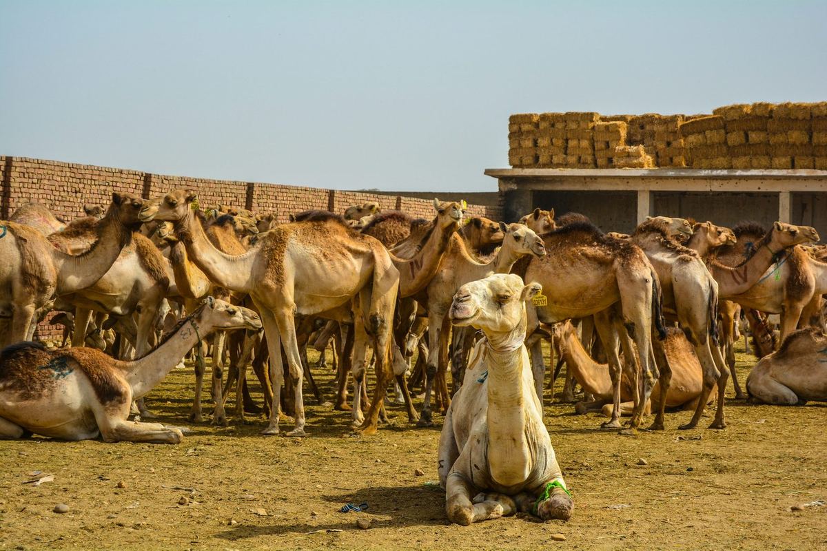 Camel Feed
